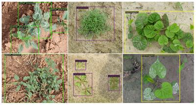 Performance evaluation of semi-supervised learning frameworks for multi-class weed detection